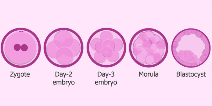 Image Courtesy : https://www.invitra.com/en/embryo-culture-up-to-blastocyst-stage/